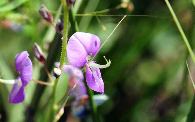 San Pedro Ticktrefoil has blue, lavender, purple or violet flowers. The flowers are on the small size but quite showy. The fruit is a constricted pod, a true legume. Desmodium batocaulon